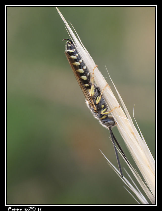 Meria sp. (Typhiidae)